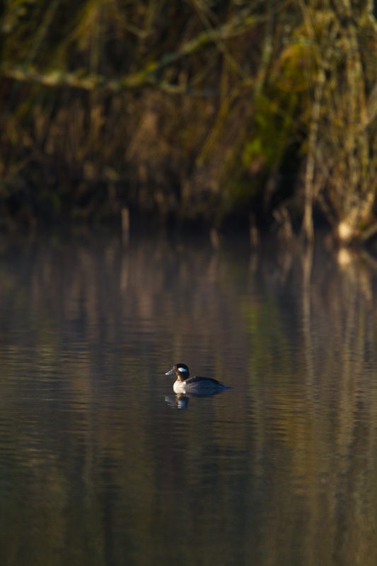 Bufflehead